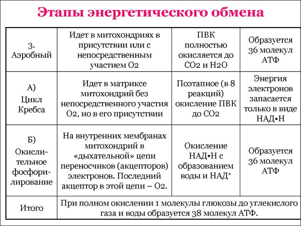 Потоки вещества, энергии и информации в клетке | молекулярная биология