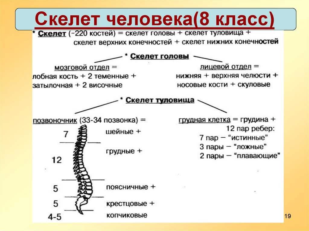 Гдз биология 8 класс рабочая тетрадь пасечник 2019 – гдз биология 8 класс пасечник, швецов