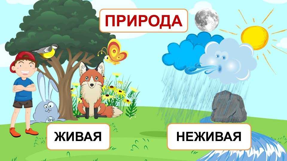 Примеры живой и неживой природы в окружающем мире для 1 класса: природные объекты, отличия в существовании