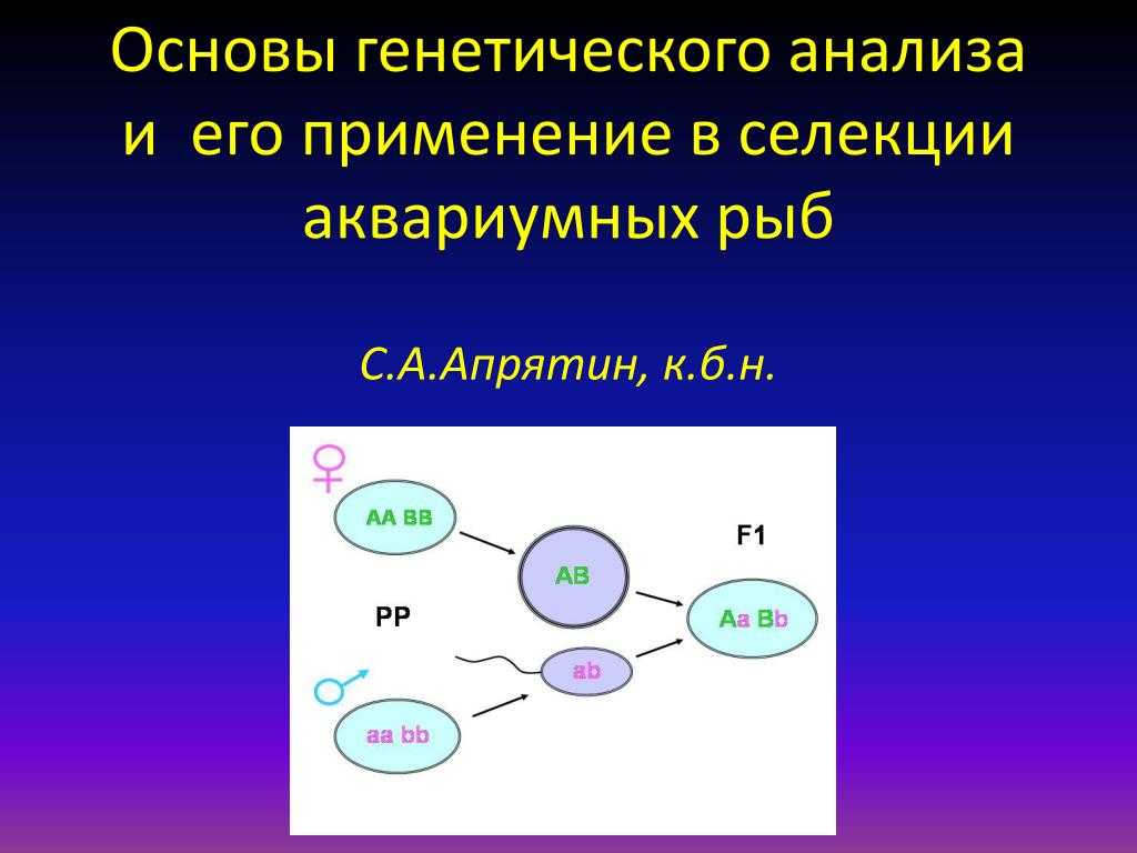 Генетика и закономерности наследственности и изменчивости #52
