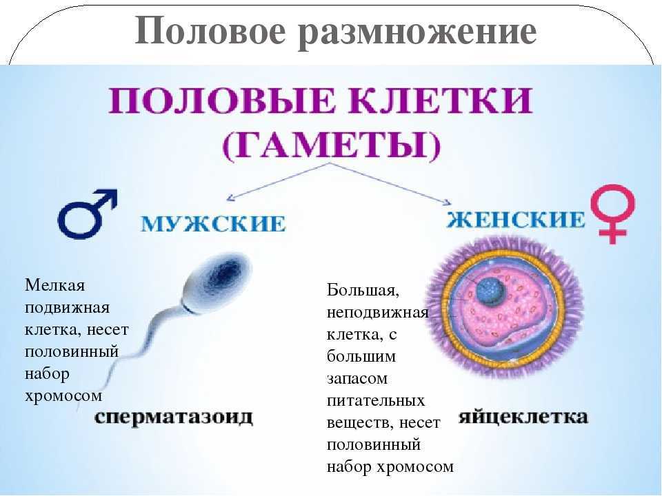 Гдз решебник по истории 8 класс панов, морозова, сосно учебник дрофа