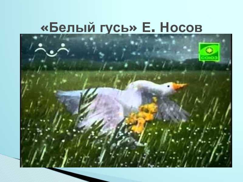 Носов "белый гусь" - главные герои, основная идея и развитие сюжета