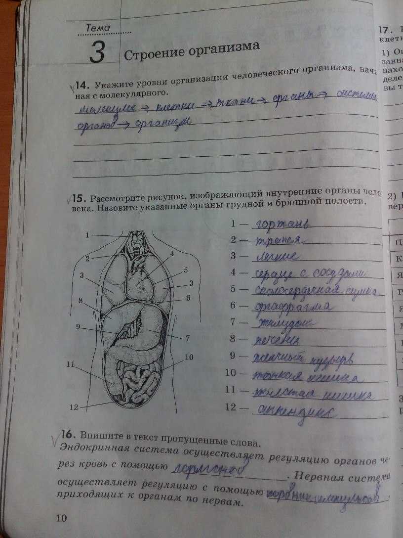 Строение организма человека (2). биология 8 класс. пасечник. интерактивные задания и упражнения