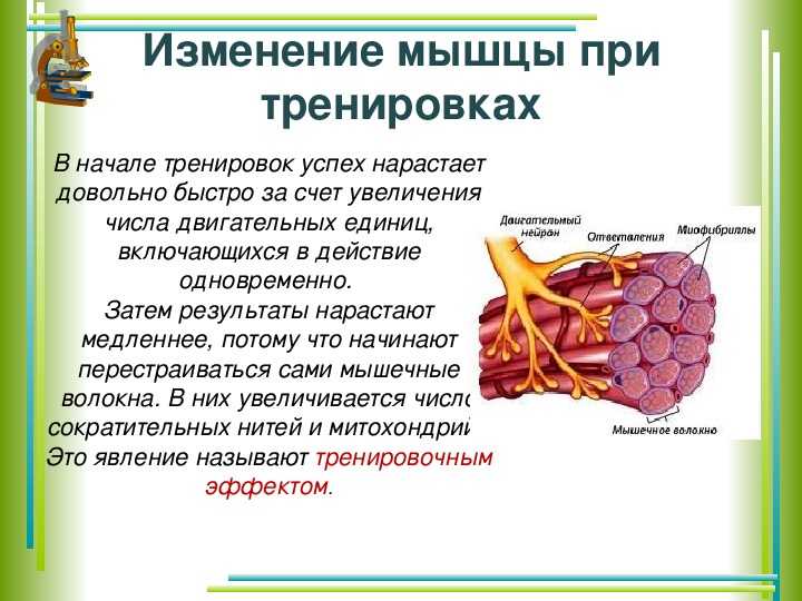 Биология пасечник учебник §11 | частная школа. 8 класс