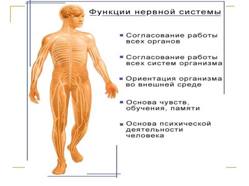 Гдз по биологии 8 класс пасечник, суматохин, учебник просвещение 2023