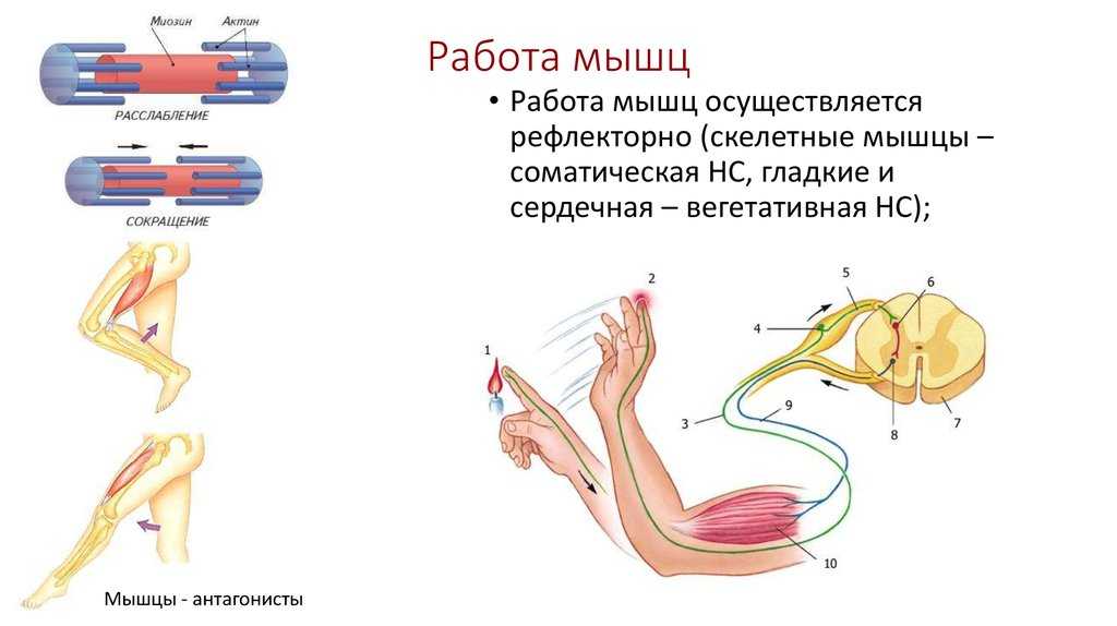 Работа мышц 8 класс онлайн-подготовка на ростелеком лицей | тренажеры и разбор заданий