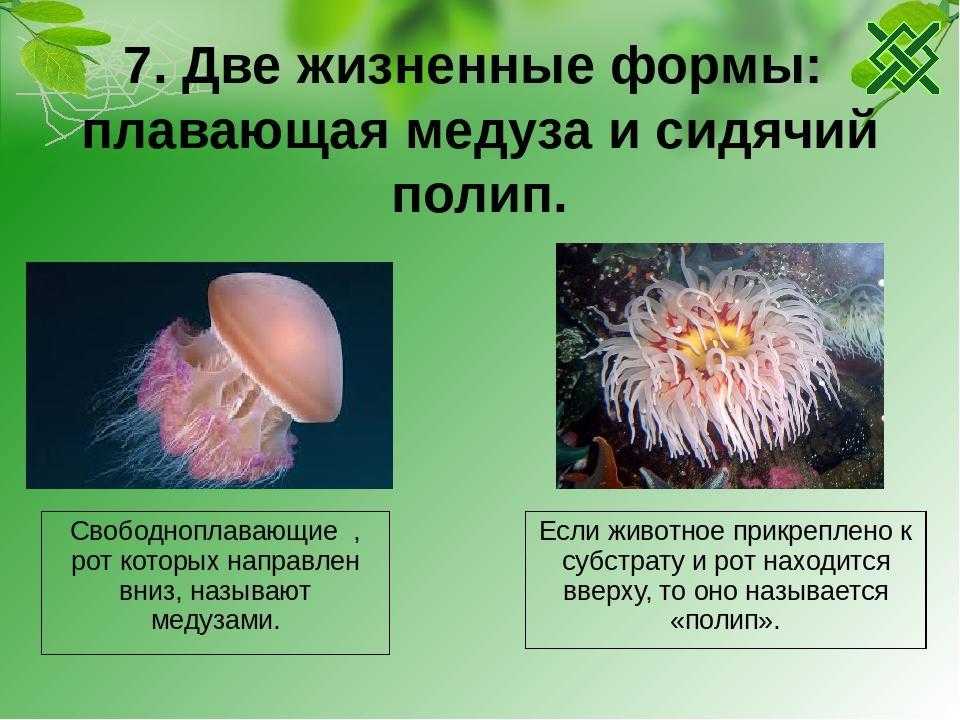 Класс коралловые полипы. хаpaктеристика, питание и строение