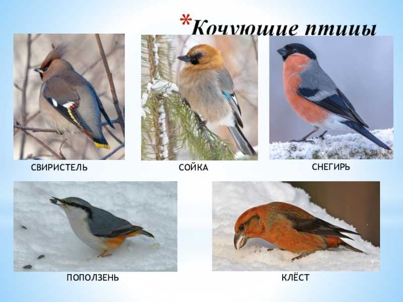 Компас с крыльями: куда летят сибирские птицы? - зима - info.sibnet.ru