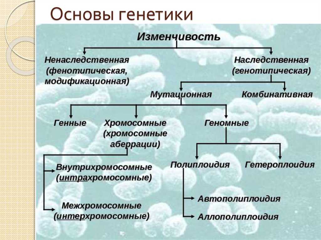 Генетика. основные понятия и законы | организм как биологическая система | теория | решутест. продвинутый тренажёр тестов