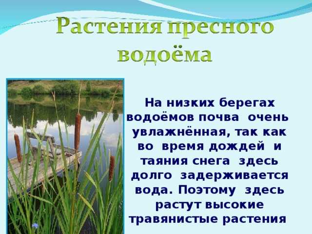 Что такое пруд и чем пруд отличается от озера |