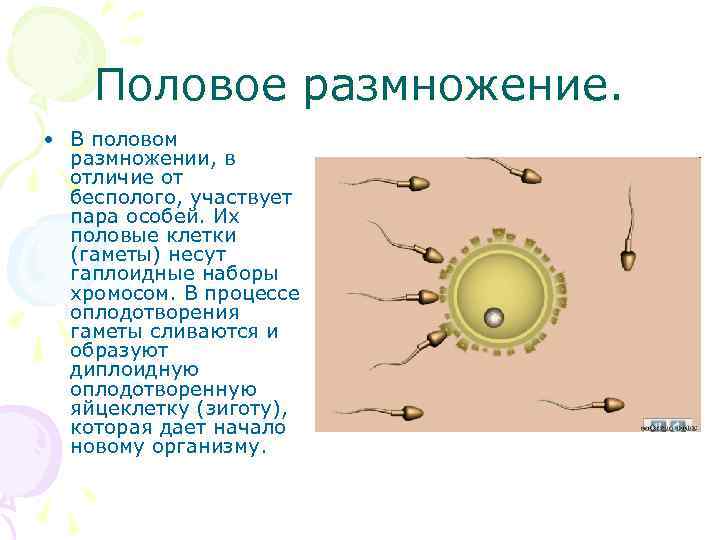 Гдз к учебнику биология 8 класс линия жизни, пасечник. ответы к §55 органы размножения. половые клетки. оплодотворение - страница 56