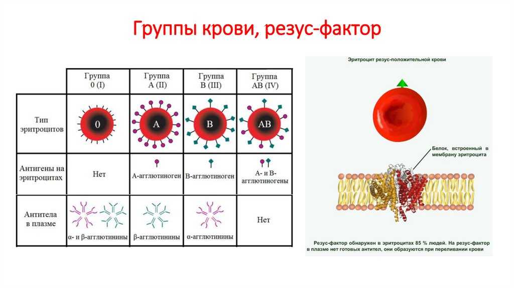 Гдз по биологии 8 класс   пасечник