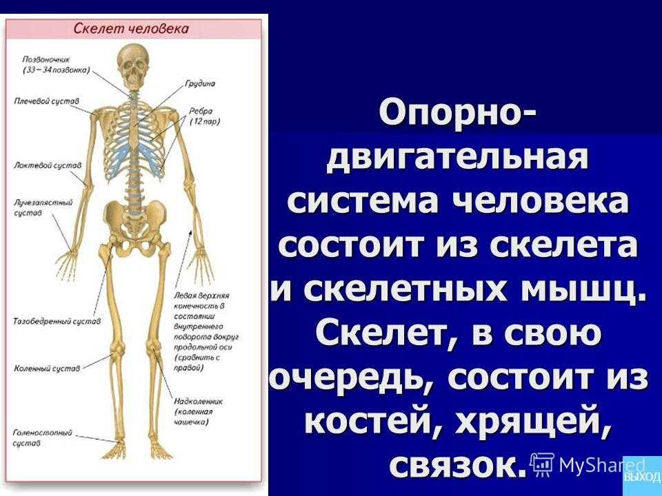 Гдз биология 8 класс пасечник, швецов - рабочая тетрадь