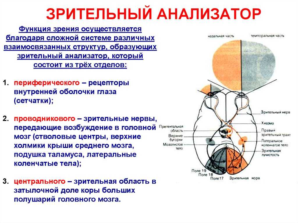 Гдз по биологии за 8 класс   пасечник, каменский