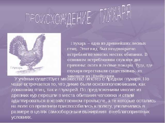 Краткое содержание астафьев капалуха для читательского дневника, читать краткий пересказ онлайн