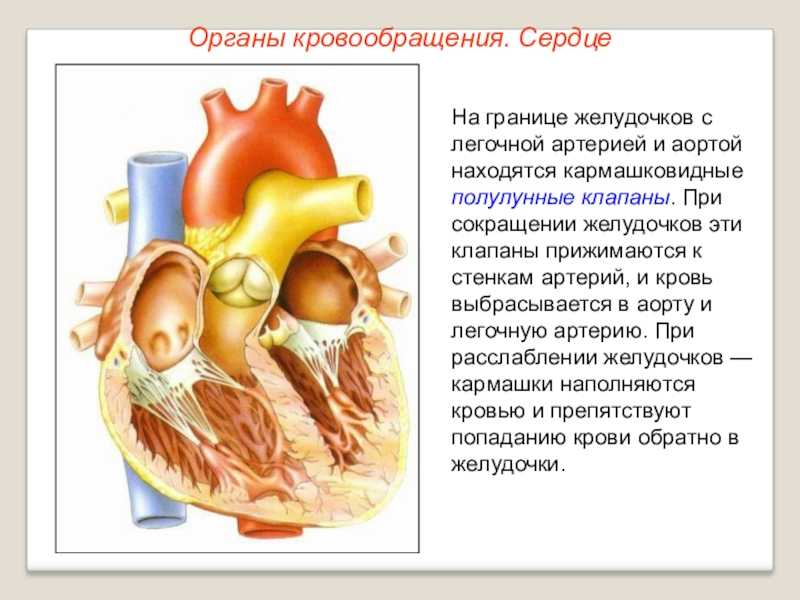 Органы кровообращения. строение и работа сердца. биология 8 класс. пасечникинтерактивные задания и упражнения