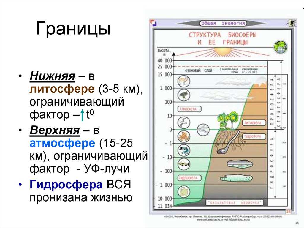 Биосфера