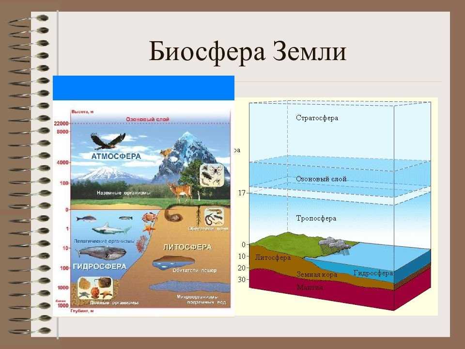 Учение о биосфере - егэ для vip