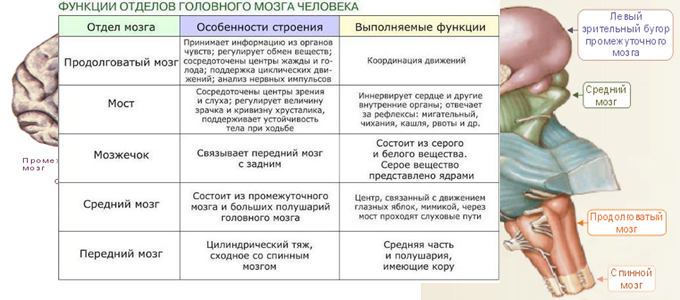 Гдз решебник по биологии 8 класс пасечник, швецов рабочая тетрадь просвещение