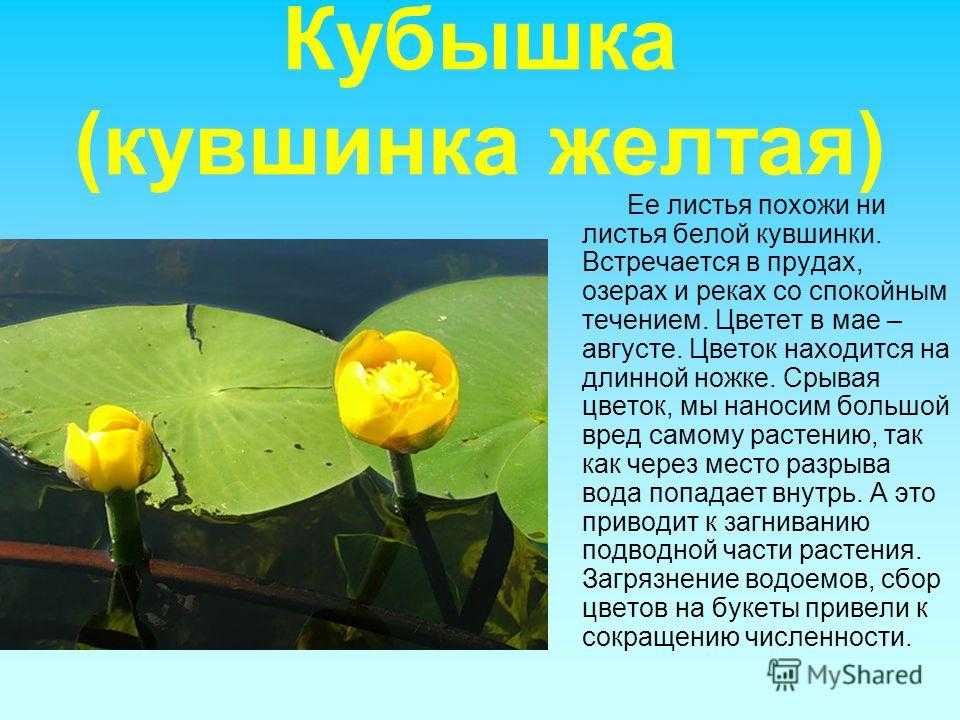 Описание пресных водоемов. водоемы - это что такое? виды водоемов и их обитатели