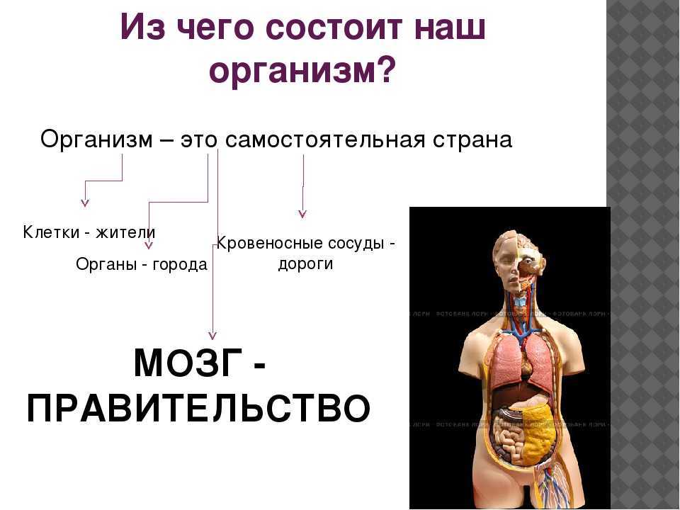 Гдз биология 8 класс рабочая тетрадь пасечник 2019 – гдз биология 8 класс пасечник, швецов