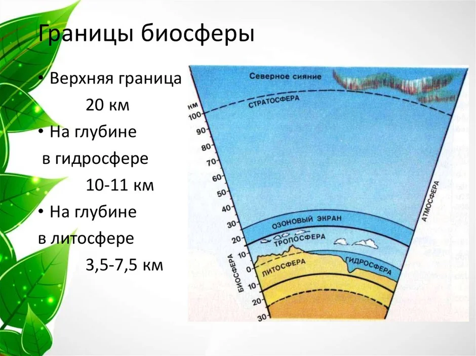 Функции биосферы