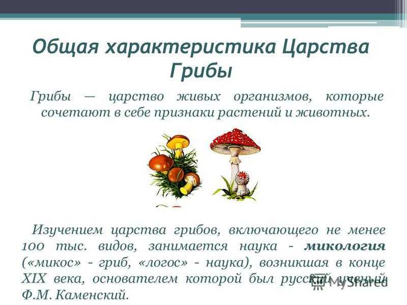 Вирусы, бактерии, грибы, лишайники