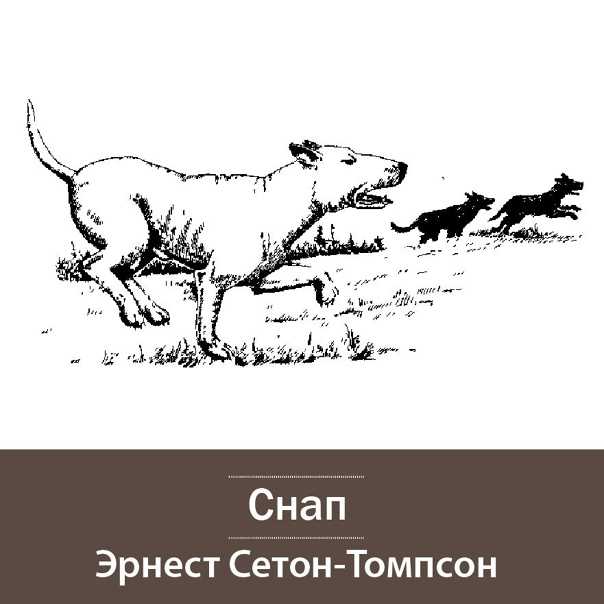 Сетон-томпсон - рассказы о животных: краткое содержание, пересказ для читательского дневника - рустих кратко