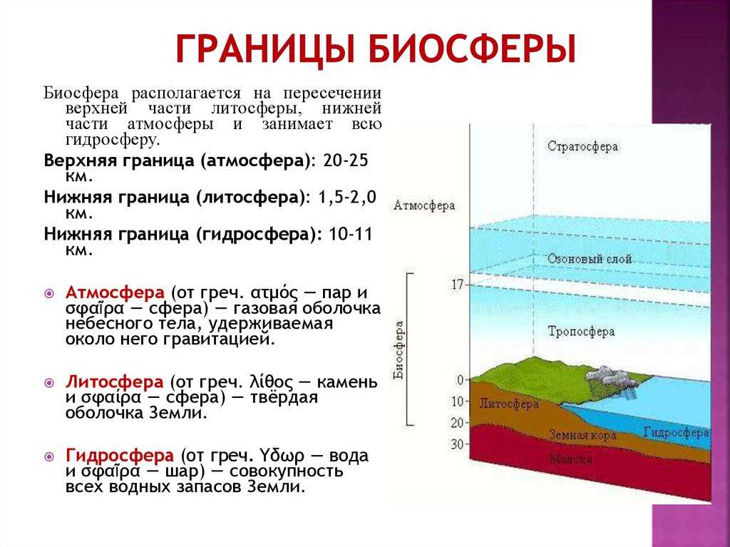 Что такое биосфера и какова ее роль на земле