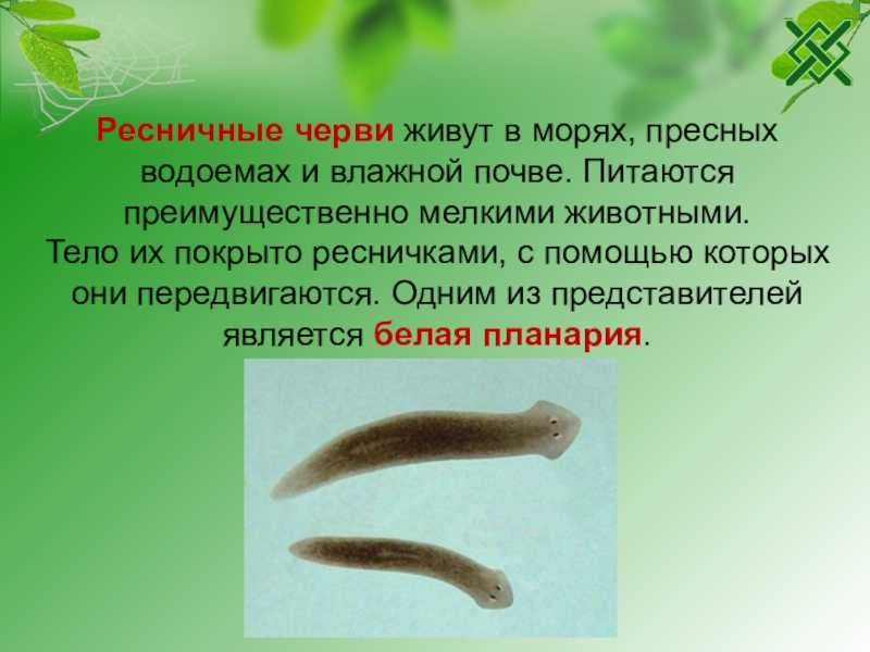 Виды финн ленточных червей. плоские черви: классификация, роль в мире, строение, виды