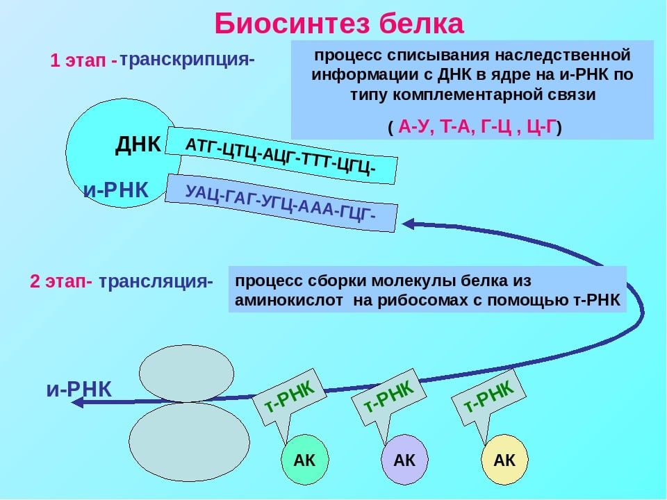 Гдз решебник по биологии 8 класс пасечник, швецов рабочая тетрадь просвещение