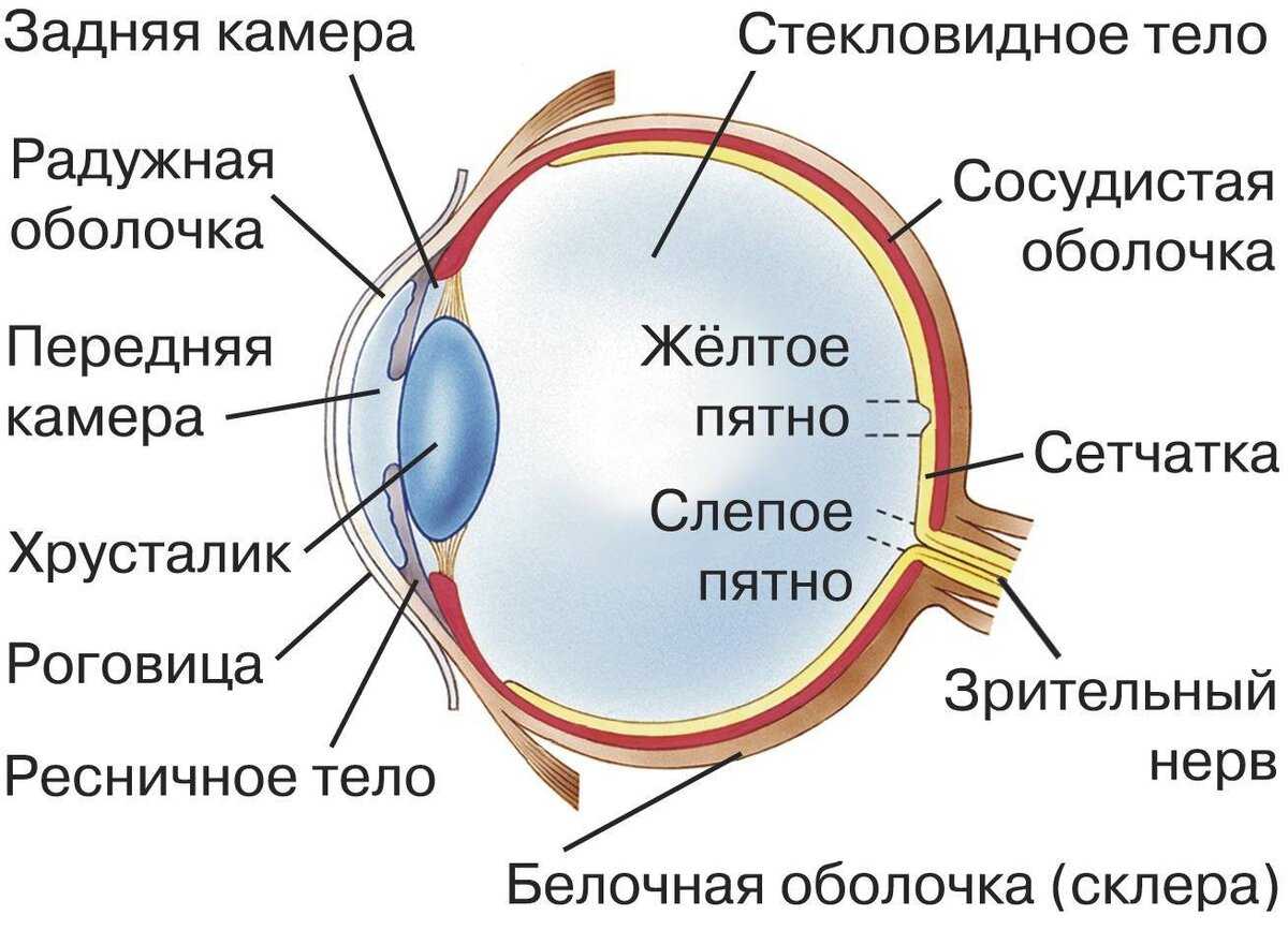 Гдз и решебник биология 8 класс пасечник, швецов - рабочая тетрадь