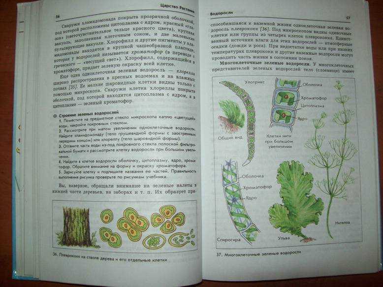 Гдз по биологии 8 класс учебник пасечник, суматохин, гапонюк