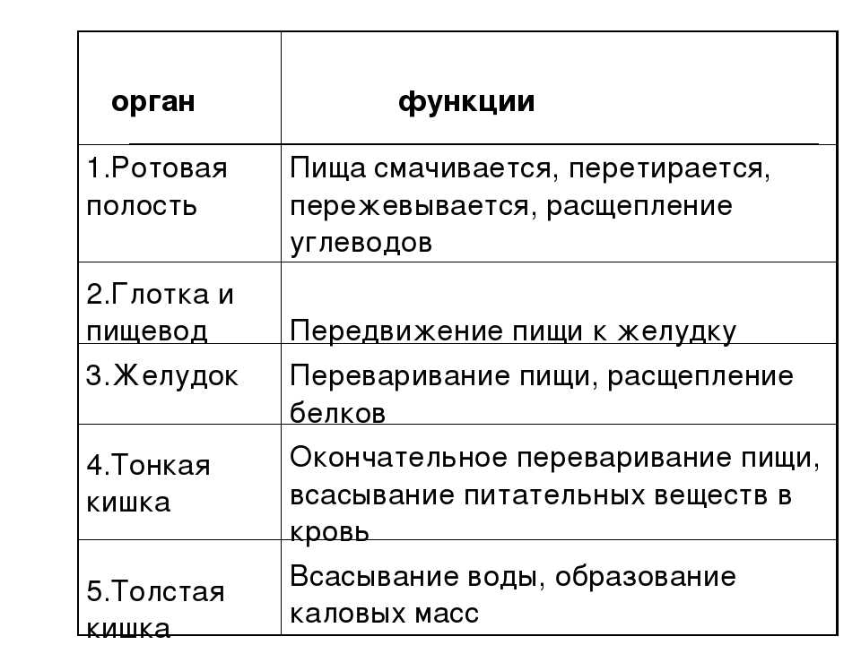 Структуры и зародышевые листки: решаем егэ по биологии