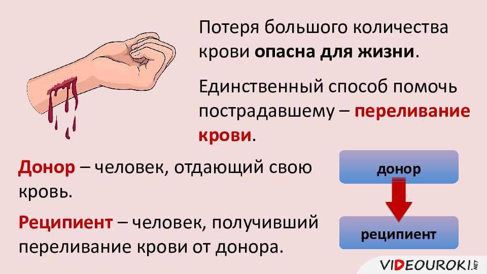 Гдз решебник по биологии 8 класс пасечник, швецов рабочая тетрадь просвещение