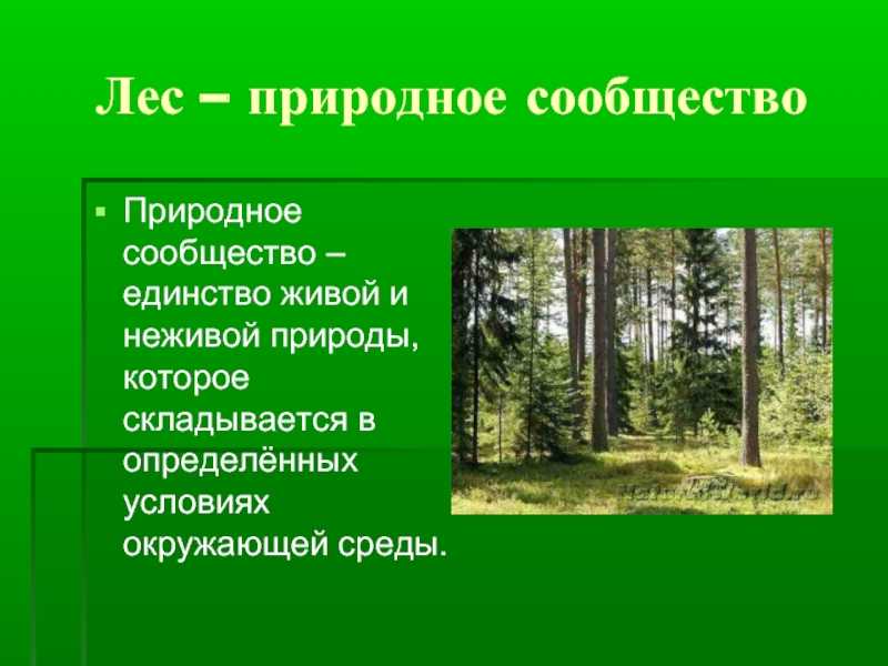 Лесная природная зона: типы тайги, смешанные, широколиственные леса и их характеристика