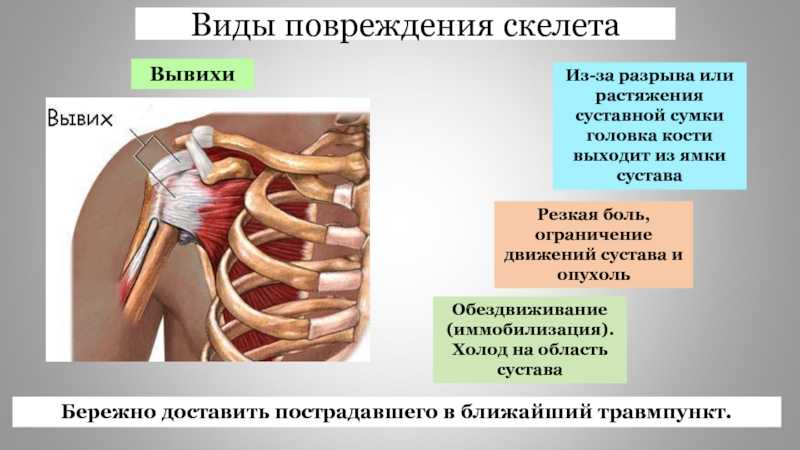 Биология 8 класса гибкость позвоночника