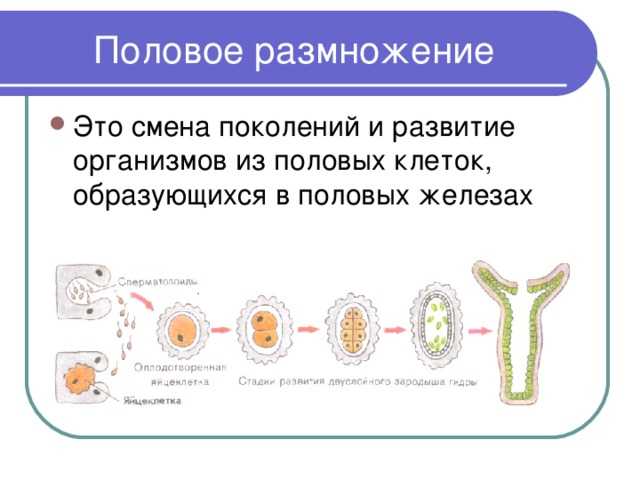Биология пасечник учебник глава 12 | частная школа. 9 класс